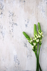 Green flowers on a white and gray textured background. View from above. Background for designers.