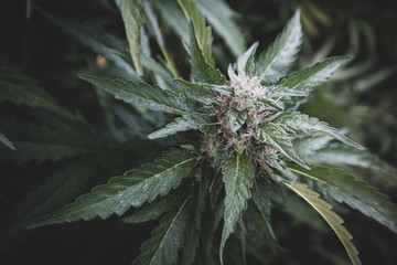 Cannabis Flower (Close-up)