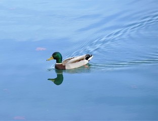 Cute little duck swimming on the lake