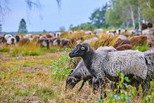 Schafherde in der L&uuml;neburger Heide (Deutschland) der ber&uuml;hmten "Heidschnucken"