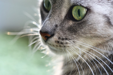 Portrait of grey cat close up. Cats face,  focus to green eye. Cat isolated in bright background