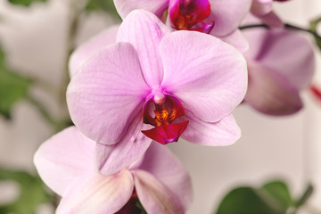 Close-up of a pink orchid flower. Orchid bud in high resolution.