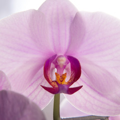 Close-up of a pink orchid flower. Orchid bud in high resolution.