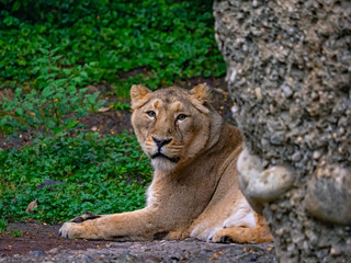 Lion Female, Löwen-Weibchen (Panthera leo)