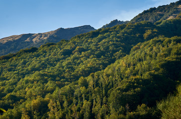 foreste sul vulcano Etna. arriva l'autunno