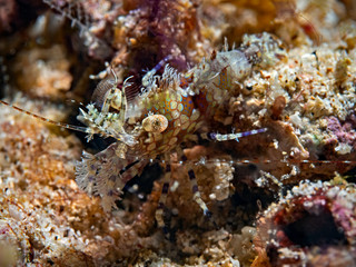 Common marbled shrimp, Marmorgarnele (Saron marmoratus)