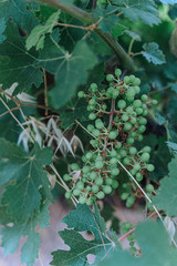 green grapes on the vine