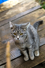 Naklejka na ściany i meble Gray tabby kitten stands on a wooden wet pallet in the backyard and plays with a stick