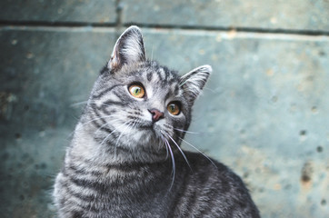 Portrait of a passionate and surprised gray tabby kitten in cold colors on a simple background