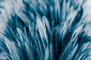 Beautiful abstract colorful pink and white feathers on dark background and soft white blue feather texture on white pattern