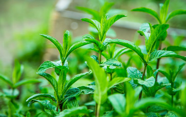 Mint herb in the garden