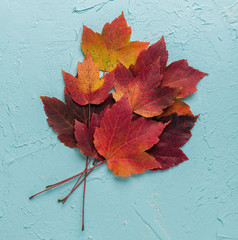 Autumn composition with red maple leaves.
