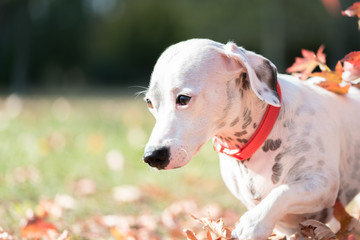 Dog Jack Russell Terrier