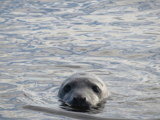 seal in the water