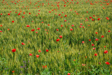 field of red poppies