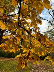 autumn leaves on tree