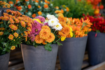 Variety of freshly cut chrysanthemum flowers at the greek garden shop in October.