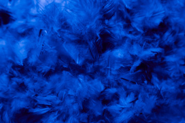 Beautiful abstract colorful pink and purple feathers on dark background and soft white blue feather...