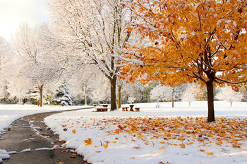 Early snow background, climate changing concept.Scenic morning landscape with bright color maple tree and fallen leaves on a fresh snow in a foreground and covered by snow tees in a small city park.