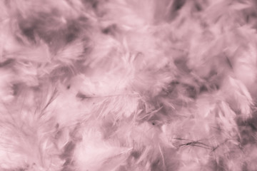 Beautiful abstract colorful pink and purple feathers on dark background and soft white red feather texture on white pattern