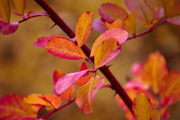 bunte Blätter im Herbst in orange und gelb und rot