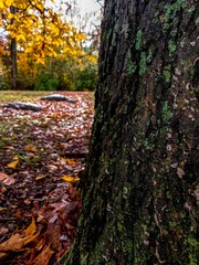 autumn leaves in forest