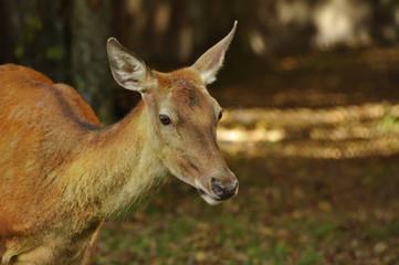 Adult male deer in the woods.
