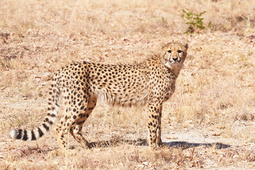 Fototapeta na wymiar chetaah standing in dry grass facing camera - series of cheetah