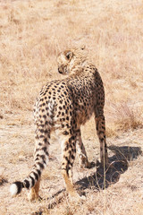 chetaah in dry grass walking away from camera - series of cheetah