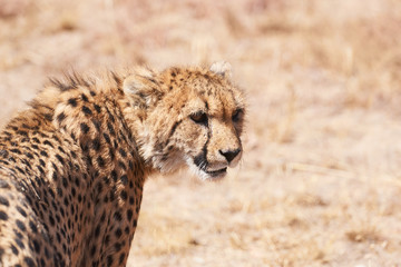 chetaah looking back facing camera - series of cheetah