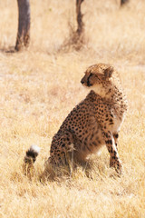 chetaah sitting in dry grass facing camera - series of cheetah