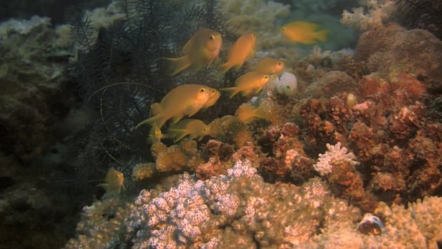 Vibrant Colored Anthias On Coral Reef, Philippines