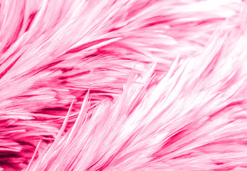 Fototapeta premium Beautiful abstract colorful pink and purple feathers on dark background and soft white red feather texture on white pattern