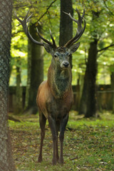 Obraz premium Adult male deer in the woods.