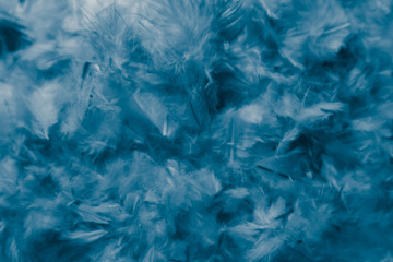 Beautiful abstract colorful pink and purple feathers on dark background and soft white blue feather...