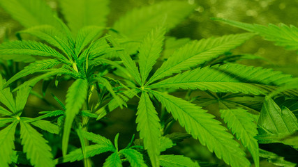 Fototapeta na wymiar Cannabis Leaf Plant Marijuana Weed Close Up Macro