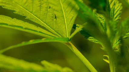 Cannabis Weed Marijuana Leaf Close Up In White Background