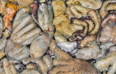 Octopus fishing, several octopuses in freshly caught bowl