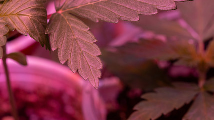 Cannabis Weed Marijuana Leaf Macro Close Up Sativa Plant