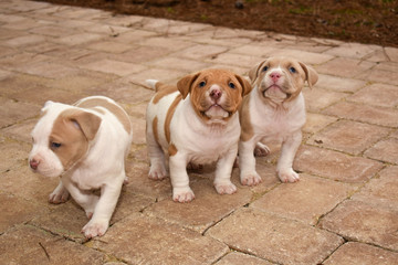 Curious Pitbull Puppies