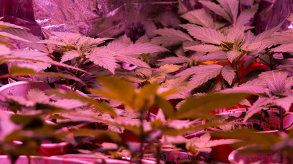 Cannabis Marijuana Plant In Indoor With Led Light Weed