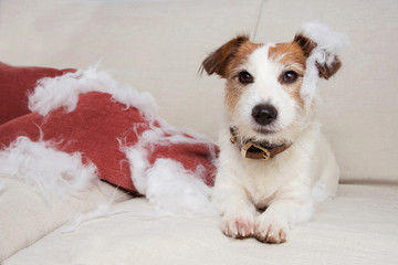 guilty dog mischief. funny jack russell alone at home after bite and destroy a pillow, sitting over...