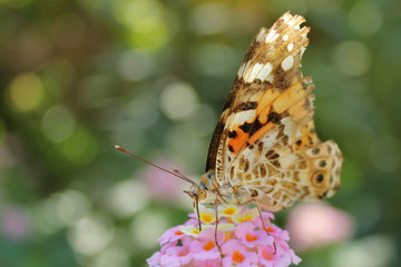 Kolorowy, pomarańczowy motyl, siedzi na pięknym kwiatku. Makro owada.