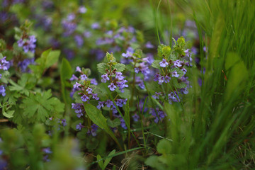 Purple flowers of Glechoma hederacea. Other names are Nepeta glechoma, Nepeta hederacea - ground-ivy, gill-over-the-ground, creeping charlie, alehoof, tunhoof, catsfoot, field balm, and run-away-robin