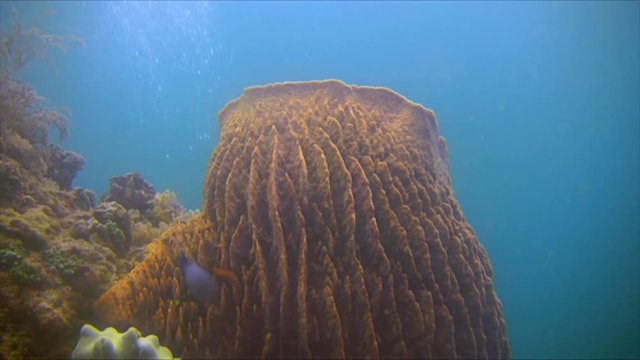 Giant Barrel Sponge, Xestospongia Muta, Philippines
