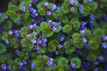 Purple flowers of Glechoma hederacea. Other names are Nepeta glechoma, Nepeta hederacea - ground-ivy, gill-over-the-ground, creeping charlie, alehoof, tunhoof, catsfoot, field balm, and run-away-robin