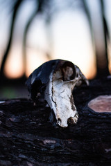 Burned goat skull after a fire full of ashes on the ground, Death of an animal