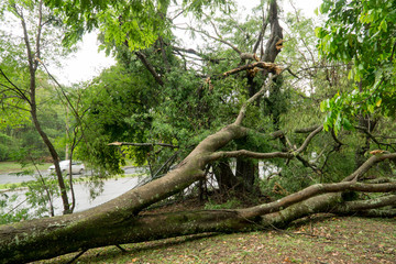 A large Tree that fell over during a Thunder Storm with Gale Force Winds 