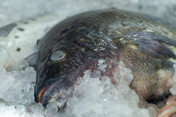 Fresh big fish laid in the ice