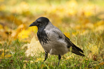 Crow bird in green grass and yellow autumn leaves